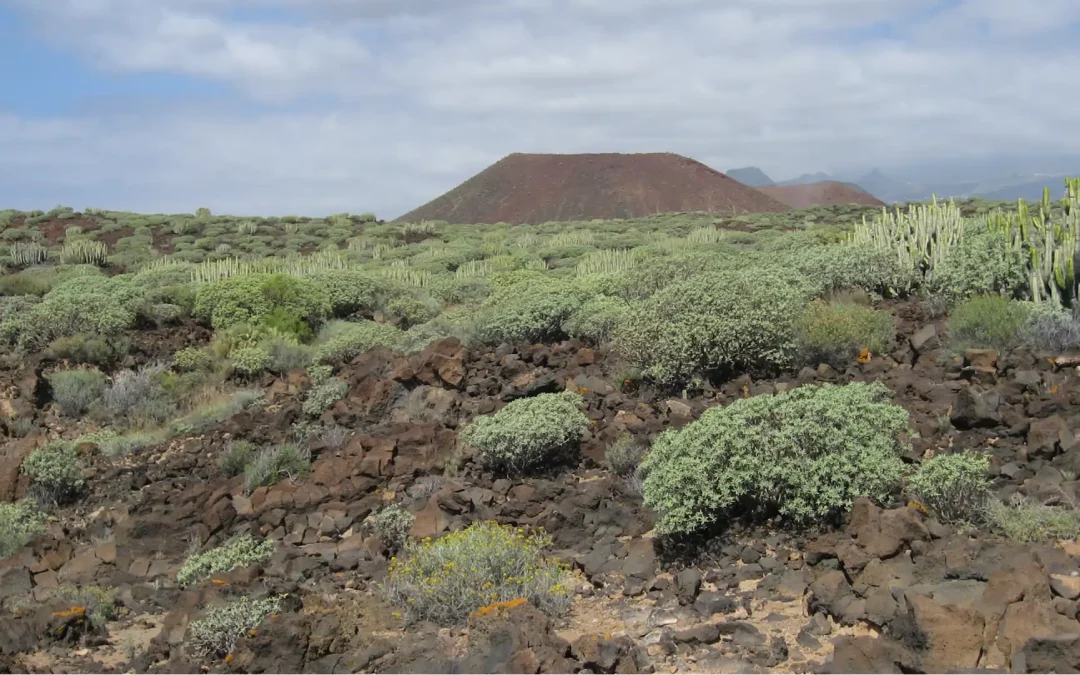 Tajarote | Descubriendo la magia del equinoccio guanche
